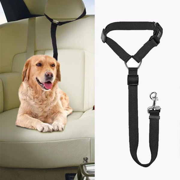 EverPaw — Sicheres Reisen für Hunde | 1+1 GRATIS